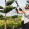 How Should You Prune Trees for Better Growth?