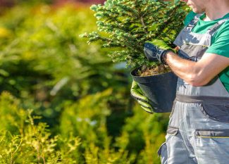 10 Essential Tree Care Tips for Healthy Landscapes