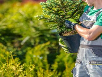 10 Essential Tree Care Tips for Healthy Landscapes
