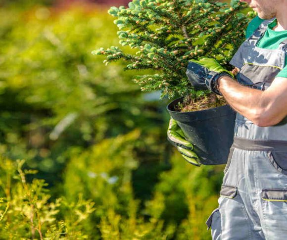 10 Essential Tree Care Tips for Healthy Landscapes