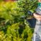 10 Essential Tree Care Tips for Healthy Landscapes