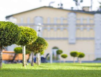 How to Choose the Right Trees for Garden Design?