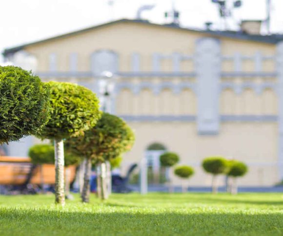 How to Choose the Right Trees for Garden Design?