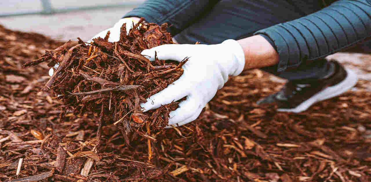 How Can Mulching Boost Garden Health & Growth?