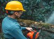 What Are the Safest Tree Removal Techniques?