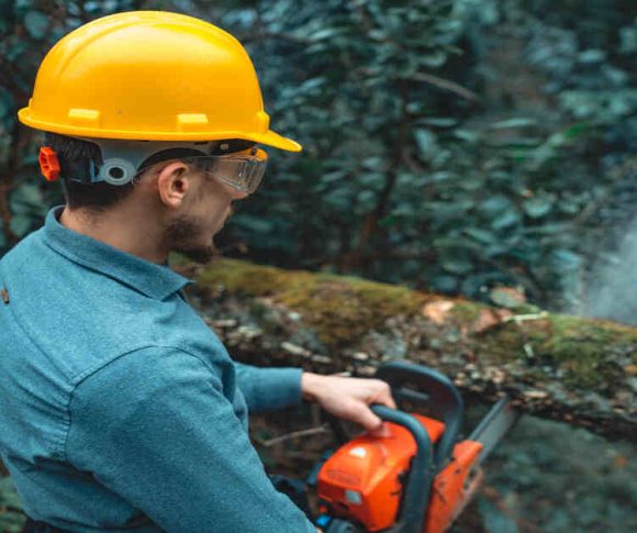 What Are the Safest Tree Removal Techniques?