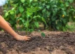 garden design adaptation