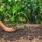 garden design adaptation